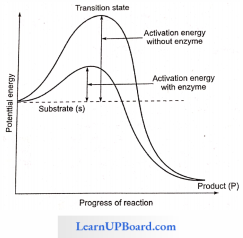 NEET Biology Biomolecules Activation Energy Requirements Of Uncatalyzed And Enzyme Catalyzed Reactions