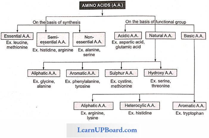NEET Biology Biomolecules Classification Of Amino Acids
