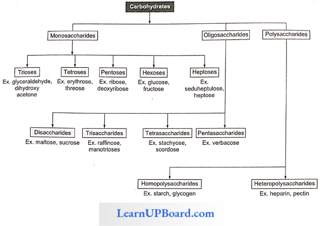 NEET Biology Biomolecules Classification Of Carbohydrates And Their Examples