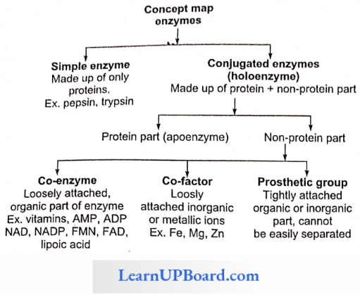 NEET Biology Biomolecules Concept Map Enzymes