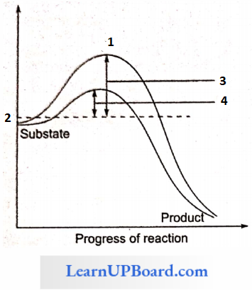 NEET Biology Biomolecules Conservation Of A Substrate Into Product By Enzyme