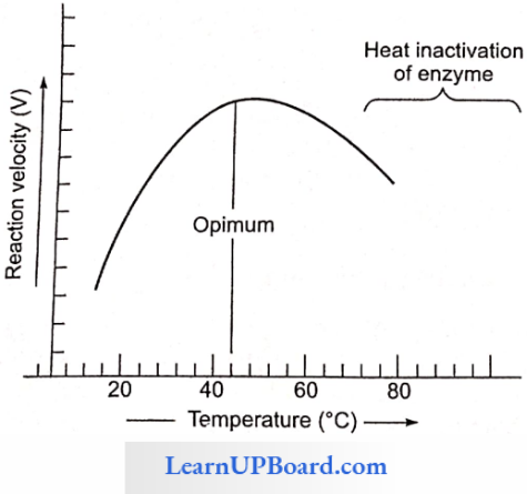 NEET Biology Biomolecules Effect Of Temperature On The Velocity Of Enzyme Action