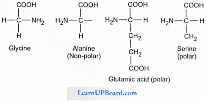 NEET Biology Biomolecules Examples Of Polar And Nonpolar Amino Acids