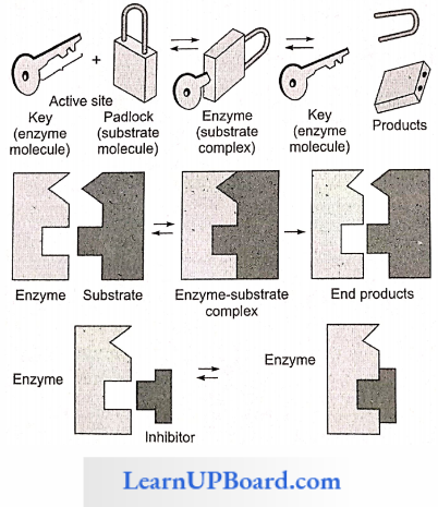 NEET Biology Biomolecules Lock And Key Hypothesis To Show The Specificity Of Enzymes