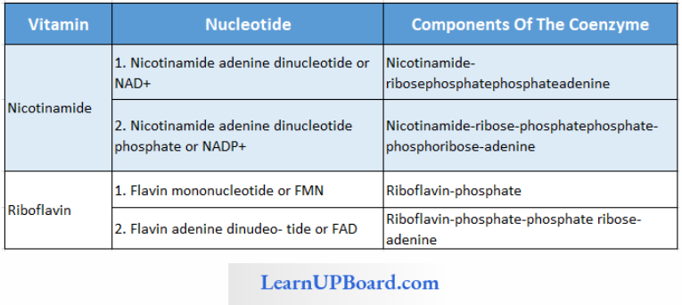 NEET Biology Biomolecules Nicotinamide And Riboflavin Nucleotides