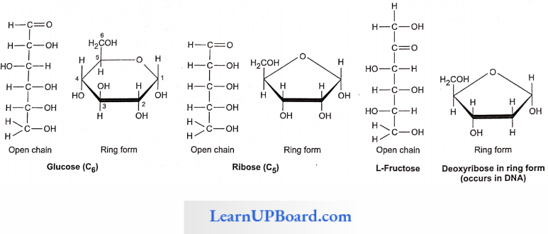 NEET Biology Biomolecules Open Chain And Ring Form Of Different Monosaccharides