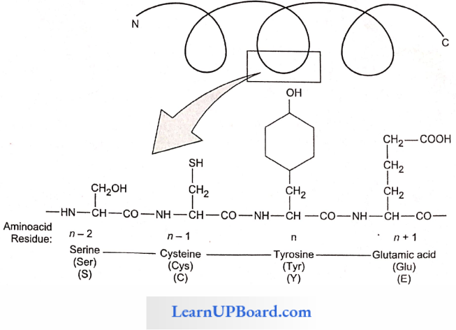 NEET Biology Biomolecules Primary Struture Of A Potion Of A Hypothetical Protein