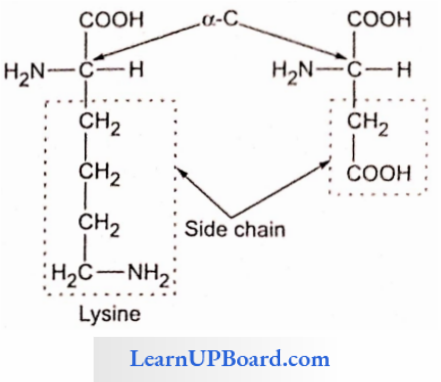 NEET Biology Biomolecules Side Chain Of A Basic And An Acidic Amino Acid