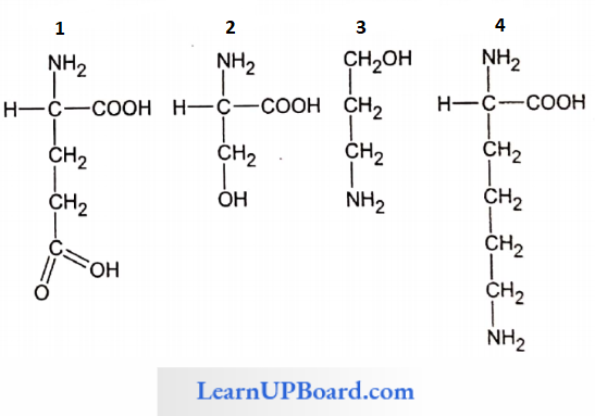 NEET Biology Biomolecules Structural Formula Of Basic Amino Acid