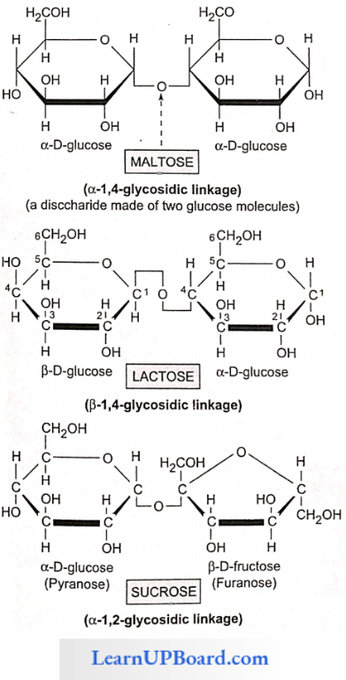 NEET Biology Biomolecules Structural Formulae Of Common Disaccharides