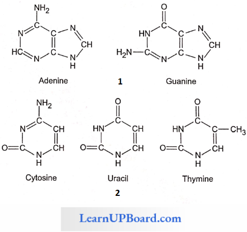 NEET Biology Biomolecules Strutures Of Purines And Pyrimides
