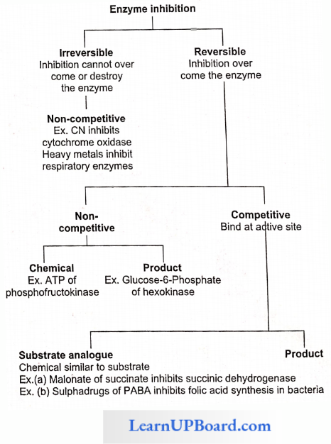 NEET Biology Biomolecules Types Of Enzyme Inhibition