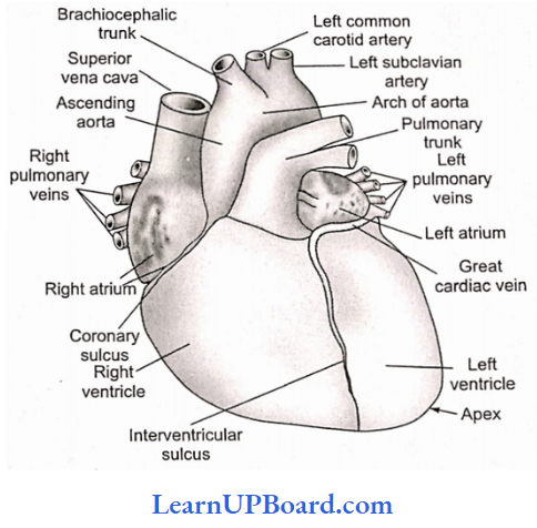 NEET Biology Breathing And Exchange Of Gases Human Heart In Front View