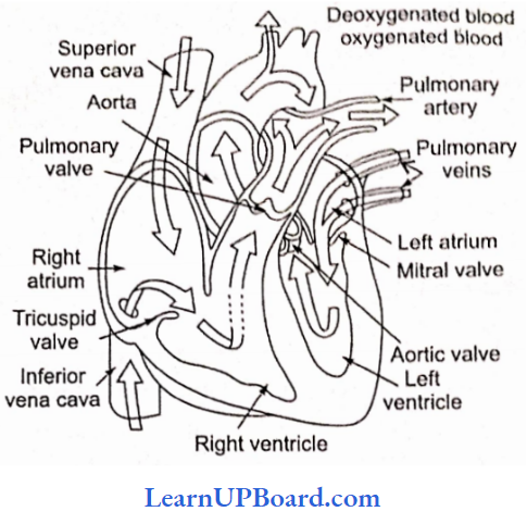 NEET Biology Breathing And Exchange Of Gases Human Heart Showing The Flow Of Blood