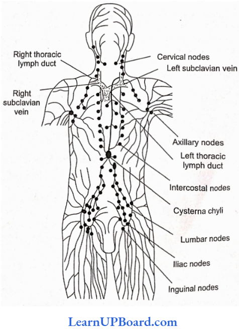 NEET Biology Breathing And Exchange Of Gases Human Lymphatic System