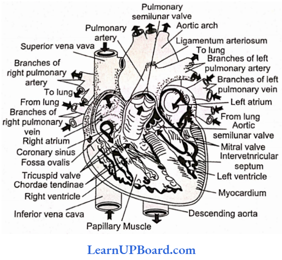 NEET Biology Breathing And Exchange Of Gases Infernal Structure Of Human Heart