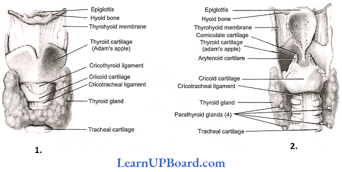 NEET Biology Breathing And Exchange Of Gases Larynx Anterior View And Posterior View