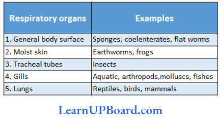 NEET Biology Breathing And Exchange Of Gases Organisms With Their Specific Respiratory