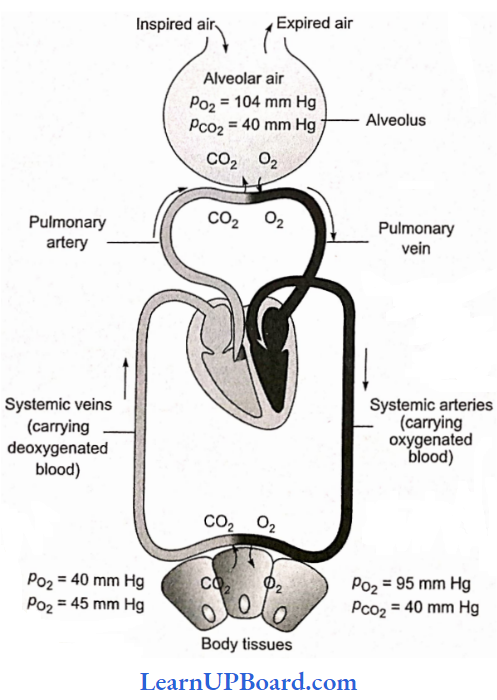 NEET Biology Breathing And Exchange Of Gases Partial Pressure Of Oxygen And Carbon Dioxide