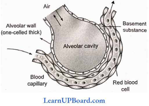 NEET Biology Breathing And Exchange Of Gases Pulmonary Capillary