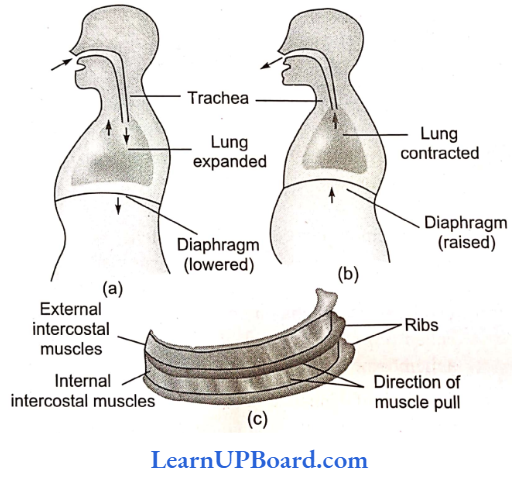 NEET Biology Breathing And Exchange Of Gases Respiratory Movement Of Thorax
