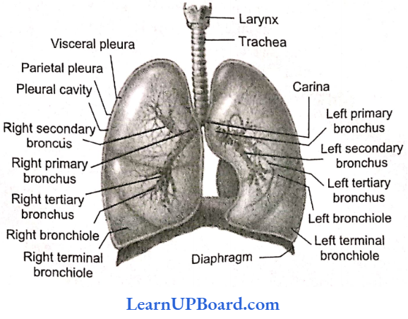 NEET Biology Breathing And Exchange Of Gases Respiratory Organs Of Man