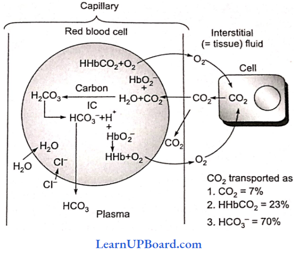 NEET Biology Breathing And Exchange Of Gases Transport Of CO2 By Blood