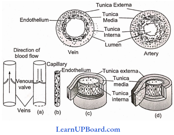 NEET Biology Breathing And Exchange Of Gases Venous Valves And B D Histology Of The Blood