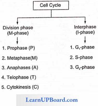 NEET Biology Cell Cycle And Cell Division Depiciting The Formation Of Daughter Cell From One Cell