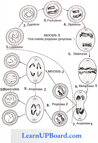 NEET Biology Cell Cycle And Cell Division Different Stages Of Meiosis