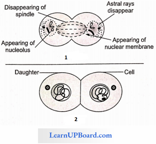 NEET Biology Cell Cycle And Cell Division Early Telophase And Late Telophase