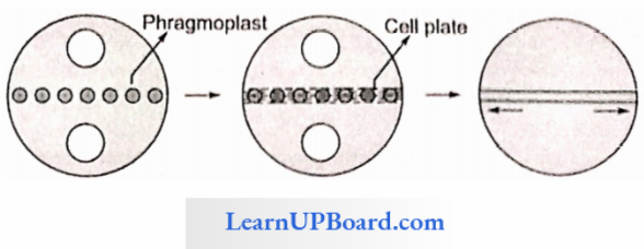 NEET Biology Cell Cycle And Cell Division Formation Of Cell Plate In Plants