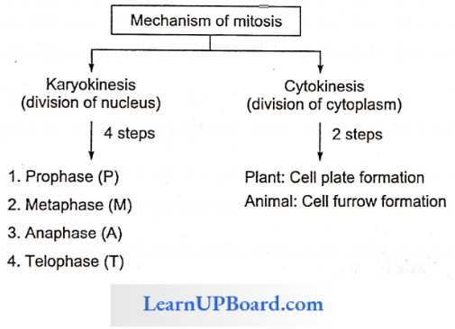 NEET Biology Cell Cycle And Cell Division Mechanism Of Mitosis