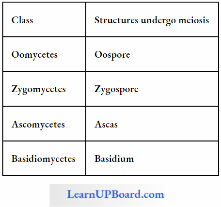 NEET Biology Cell Cycle And Cell Division Meiosis