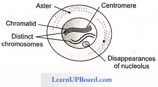 NEET Biology Cell Cycle And Cell Division Prophase Stage