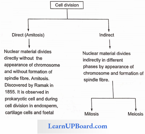 NEET Biology Cell Cycle And Cell Division Types Of Cell Divison