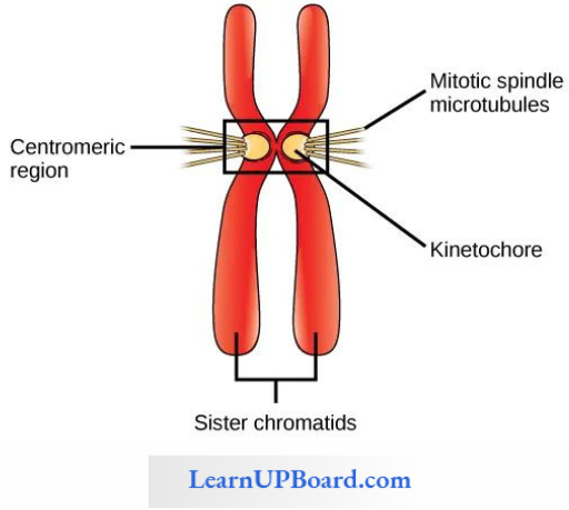 NEET Biology Cell The Unit Of Life A Chromosomes Bearing Kinetochore