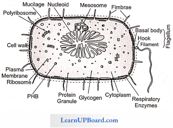 NEET Biology Cell The Unit Of Life A Prokaryotic Cell