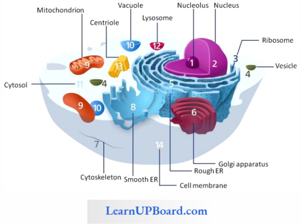 NEET Biology Cell The Unit Of Life Endomembrane System