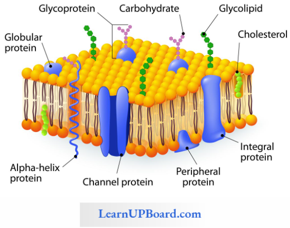 NEET Biology Cell The Unit Of Life Fluid Mosaic Model Of Plasma Membrane