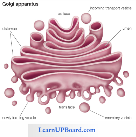 NEET Biology Cell The Unit Of Life Golgi Complex In Stereoscopic View