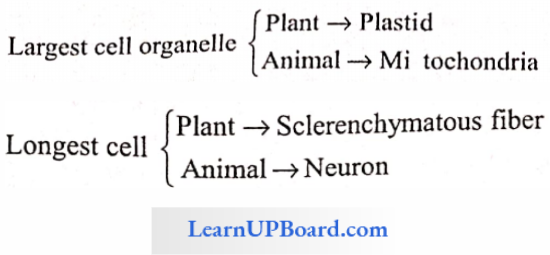 NEET Biology Cell The Unit Of Life Historical Views