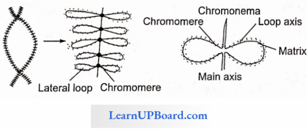 NEET Biology Cell The Unit Of Life Lampbrush Chromosome