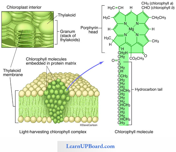 NEET Biology Cell The Unit Of Life Molecular Strurcure Of Chlorophyll