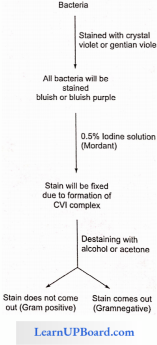 NEET Biology Cell The Unit Of Life Procedure For Gram Staining