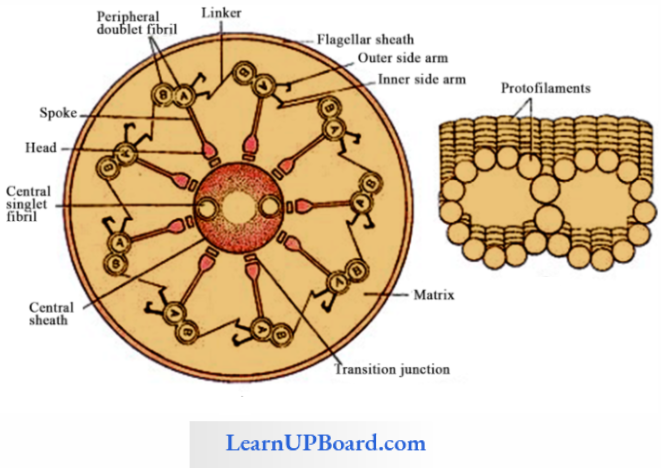 NEET Biology Cell The Unit Of Life Section Of Cilia Or Flagella As Different Parts