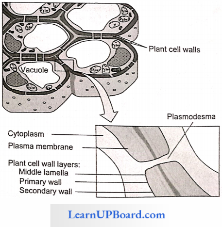 NEET Biology Cell The Unit Of Life Structure Associated With Cell Wall
