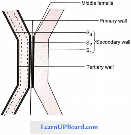 NEET Biology Cell The Unit Of Life Structure Of Cell Wall