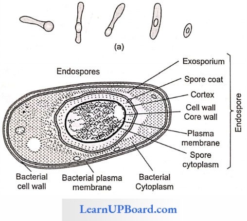 NEET Biology Cell The Unit Of Life Structure Of Endospore