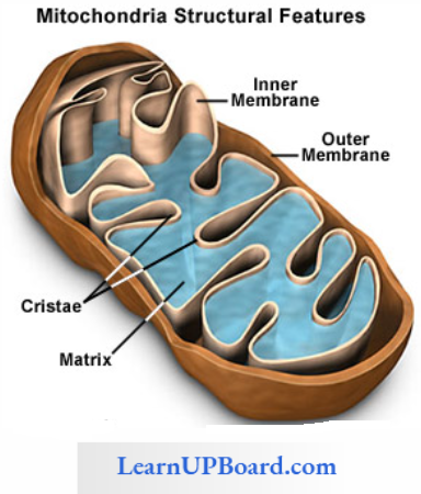 NEET Biology Cell The Unit Of Life Structure Of Mitochondria